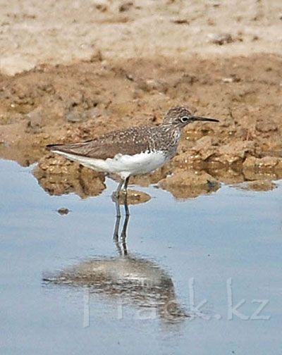 Большой улит - Greenshank-Tringa nebularia